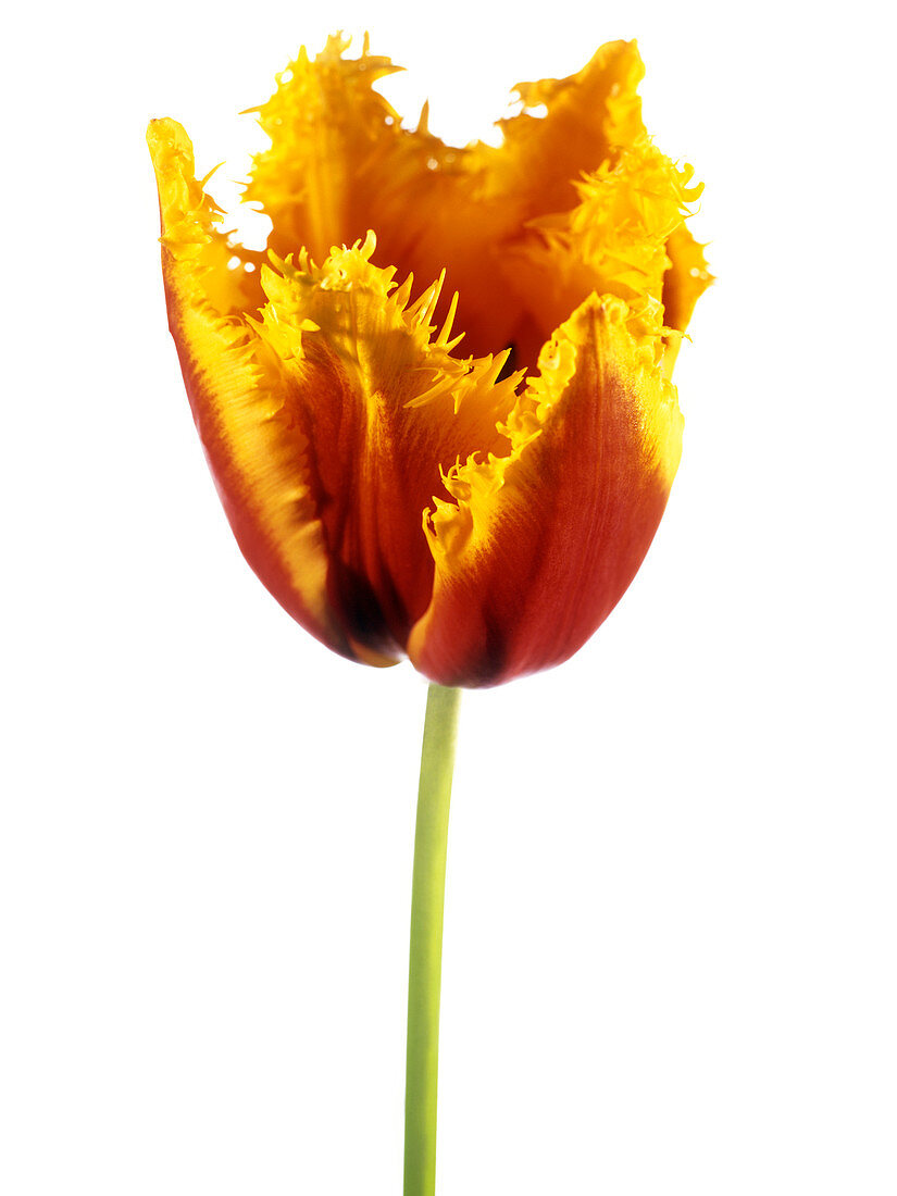 Parrot tulip (Tulipa sp.)