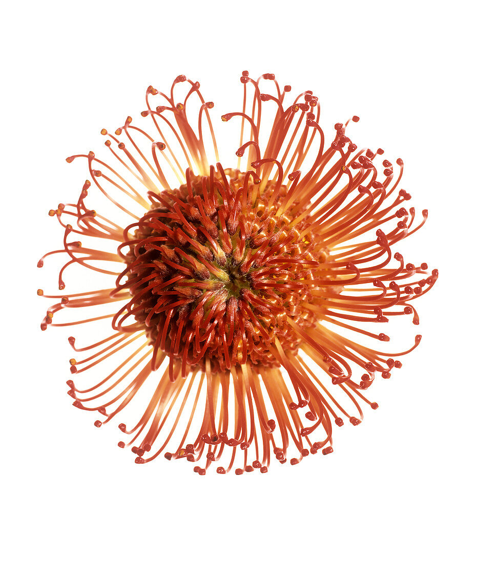 Pincushion flower (Leucospermum sp.)