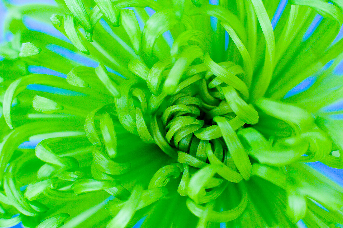Chrysanthemum 'Shamrock'