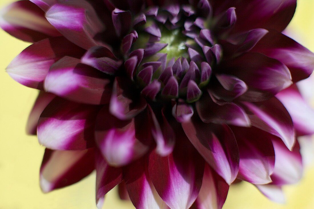 Dahlia flower