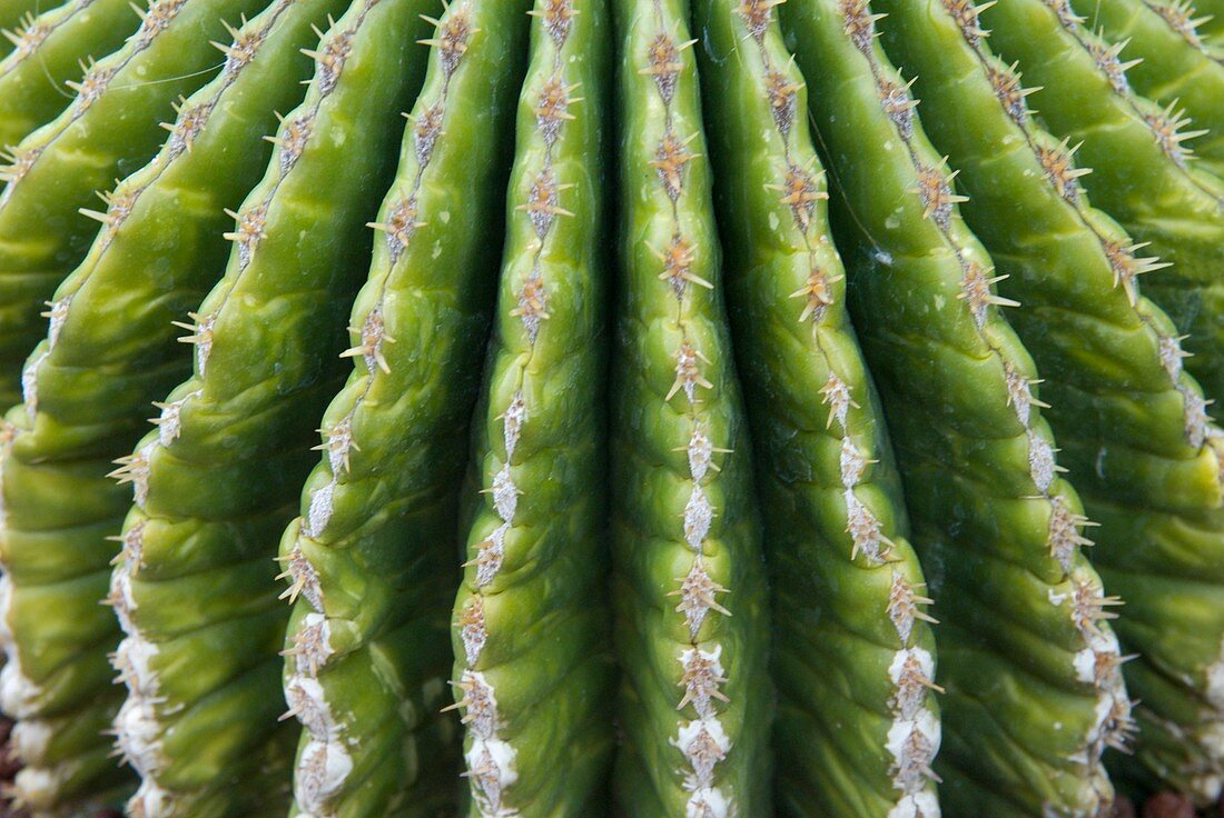 Cactus