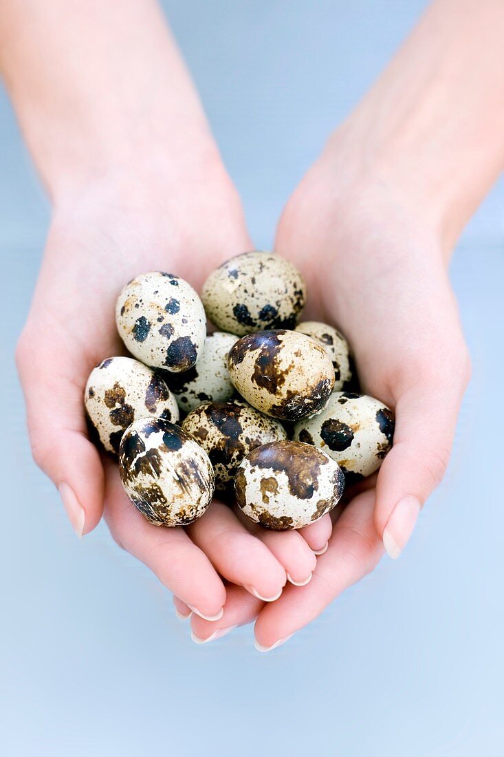 Quail eggs