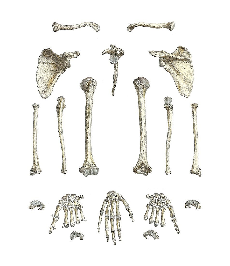 Arm bones,artwork