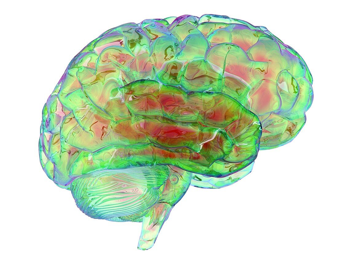 Human brain,computer artwork