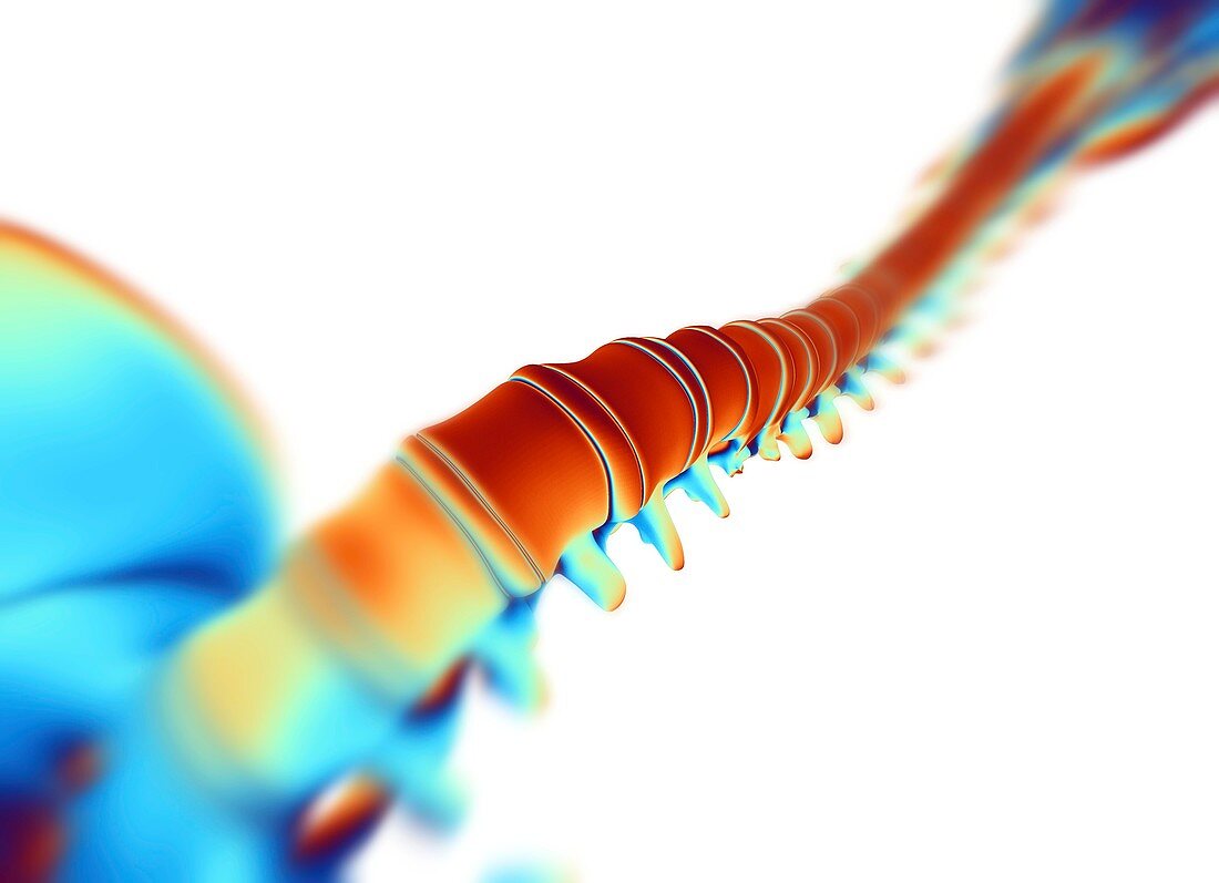 Human spine,computer artwork