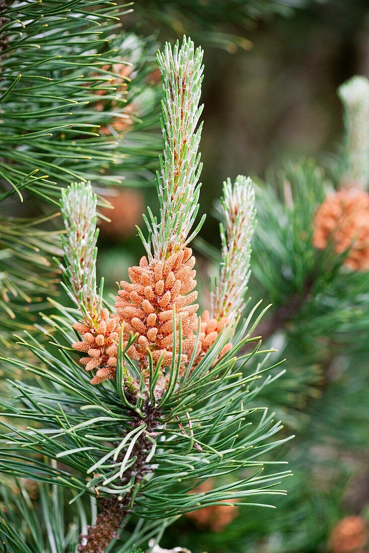 Mugo pine (Pinus mugo)