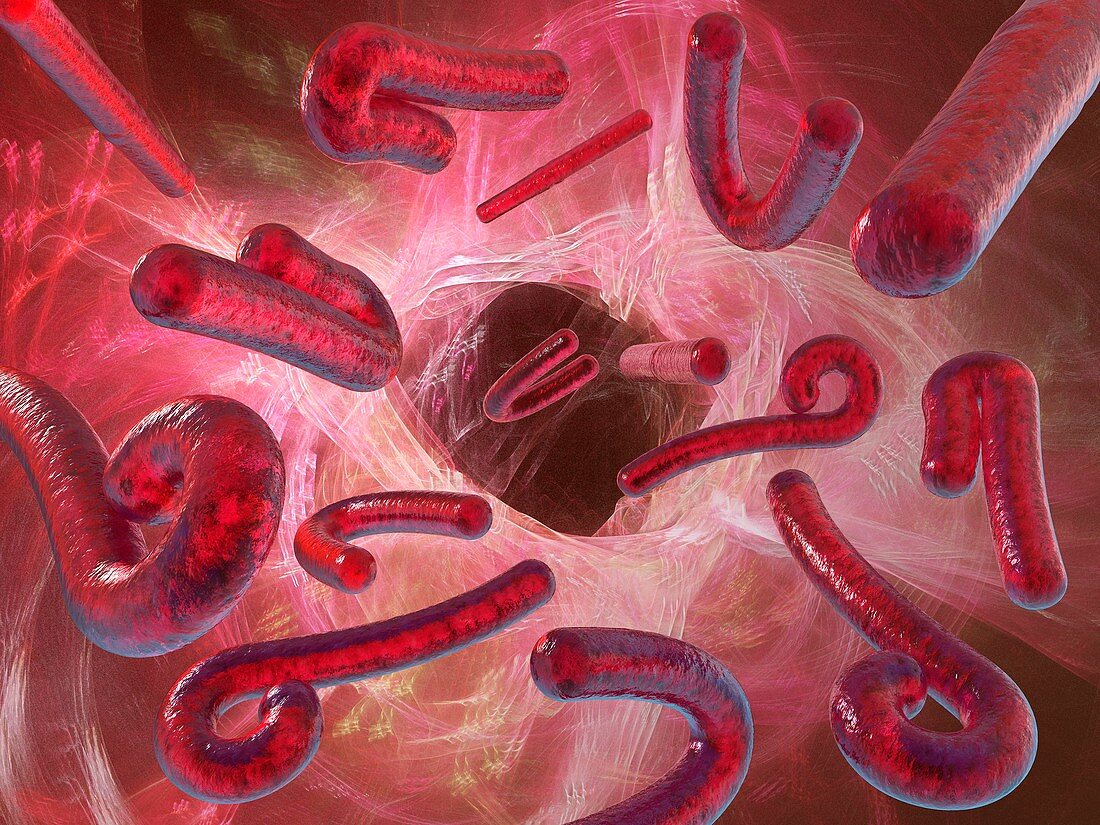 Ebola viruses,artwork