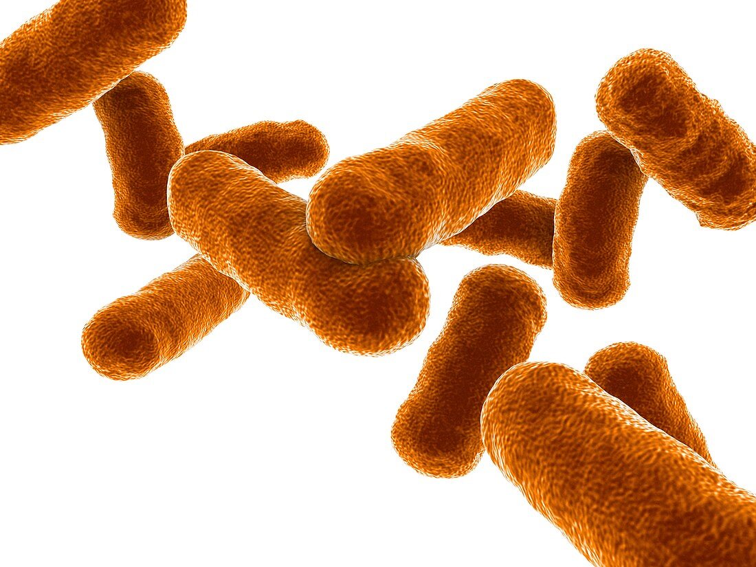 Rod shaped bacillus bacteria