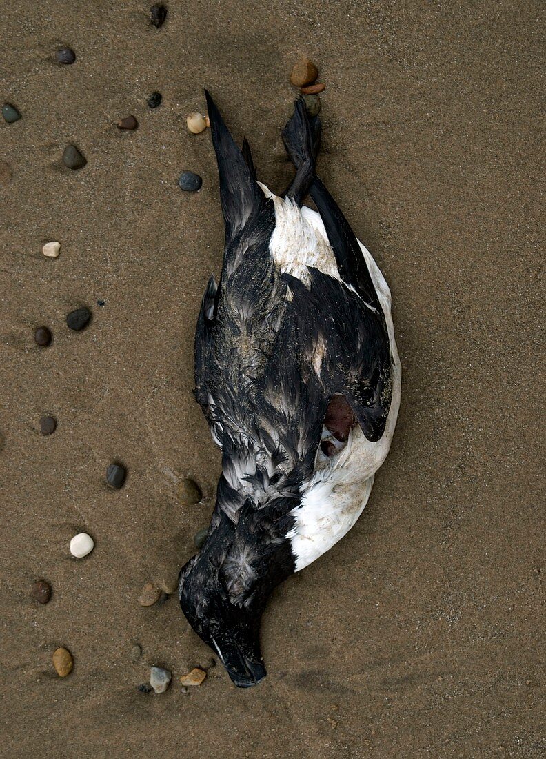 Dead sea bird