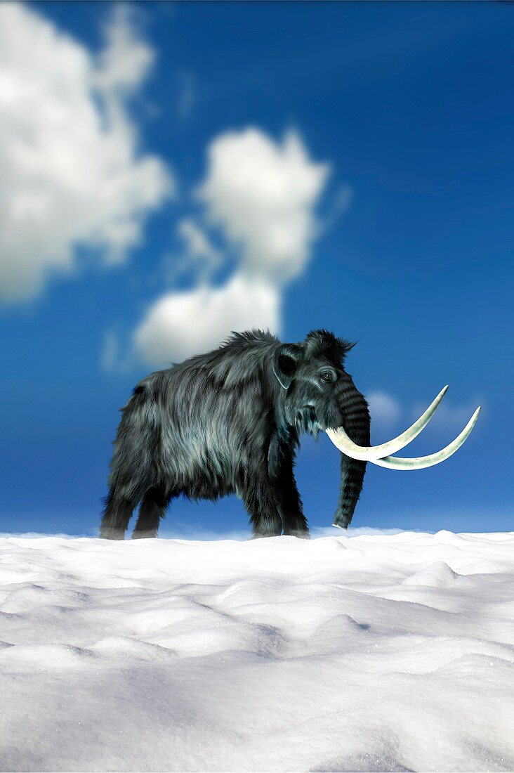Woolly mammoth,artwork