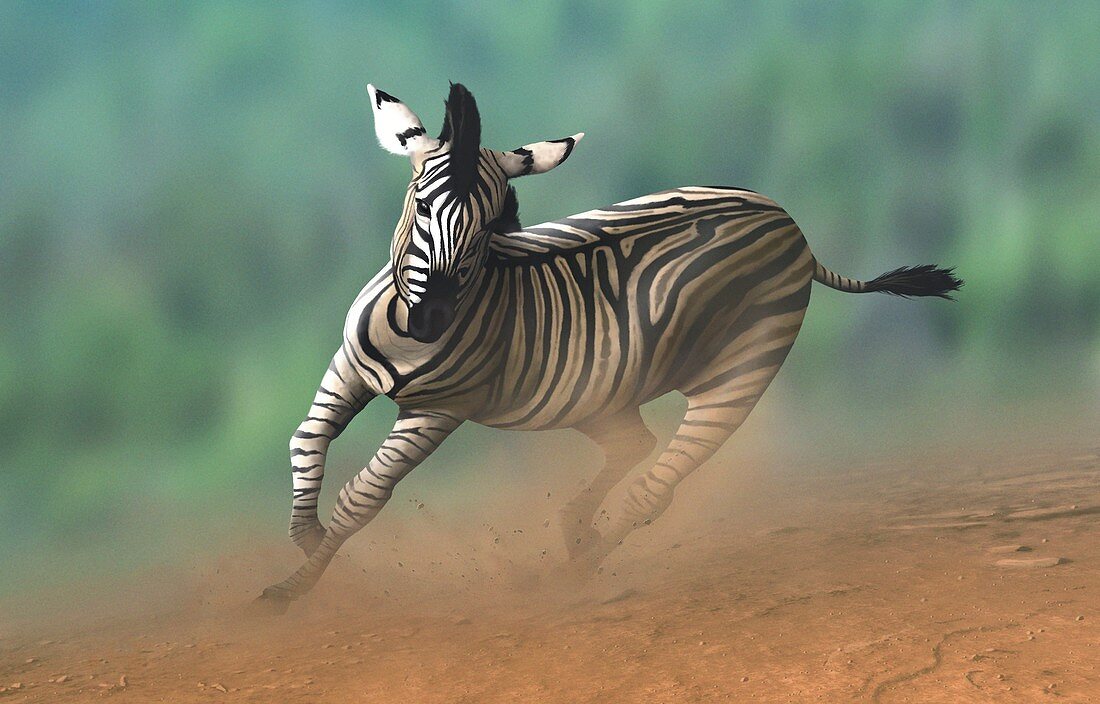Artwork of a zebra galloping
