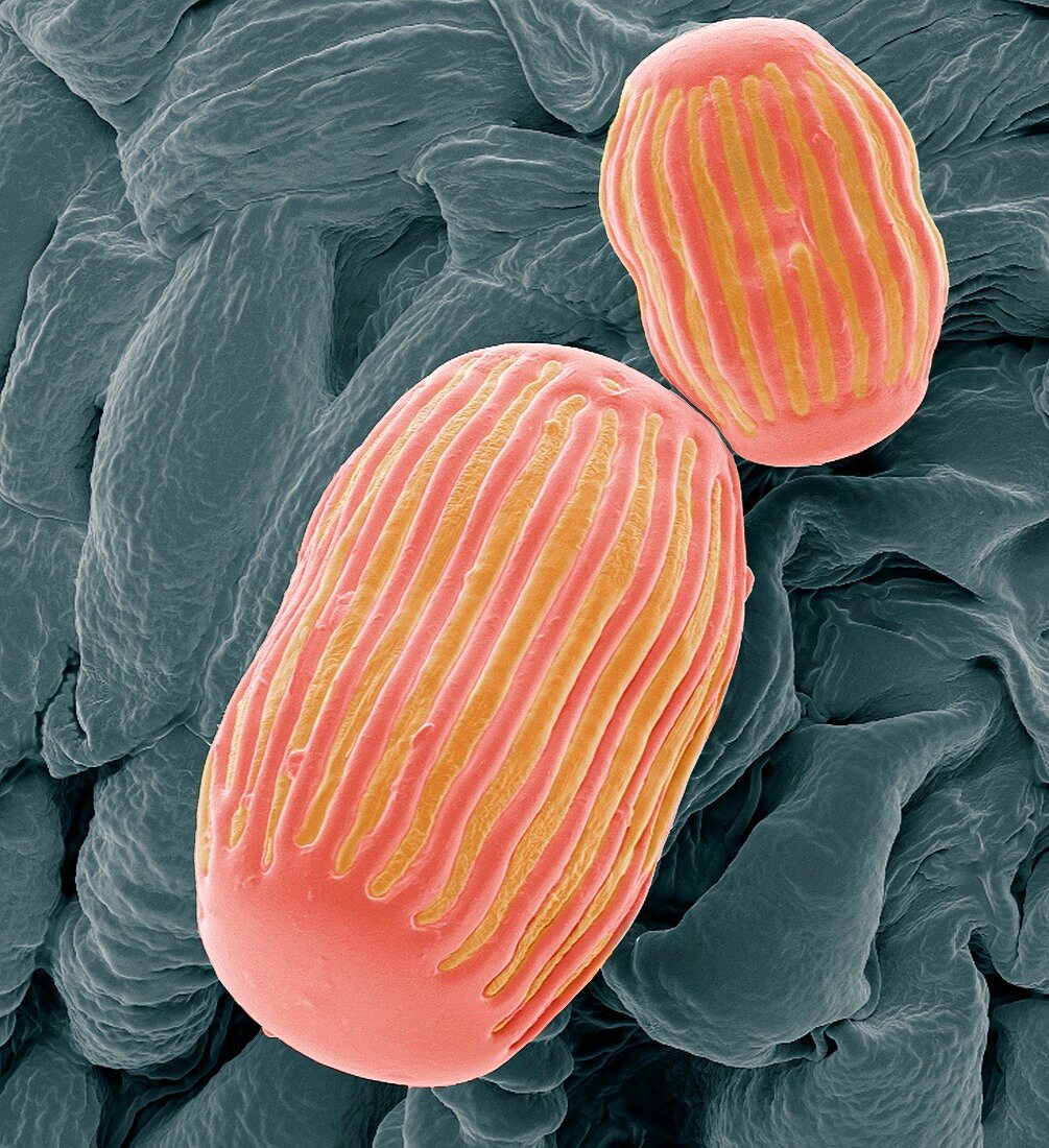 Milkwort pollen,SEM