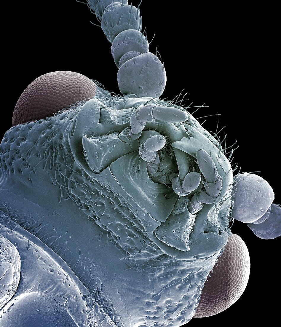 Asparagus beetle,SEM