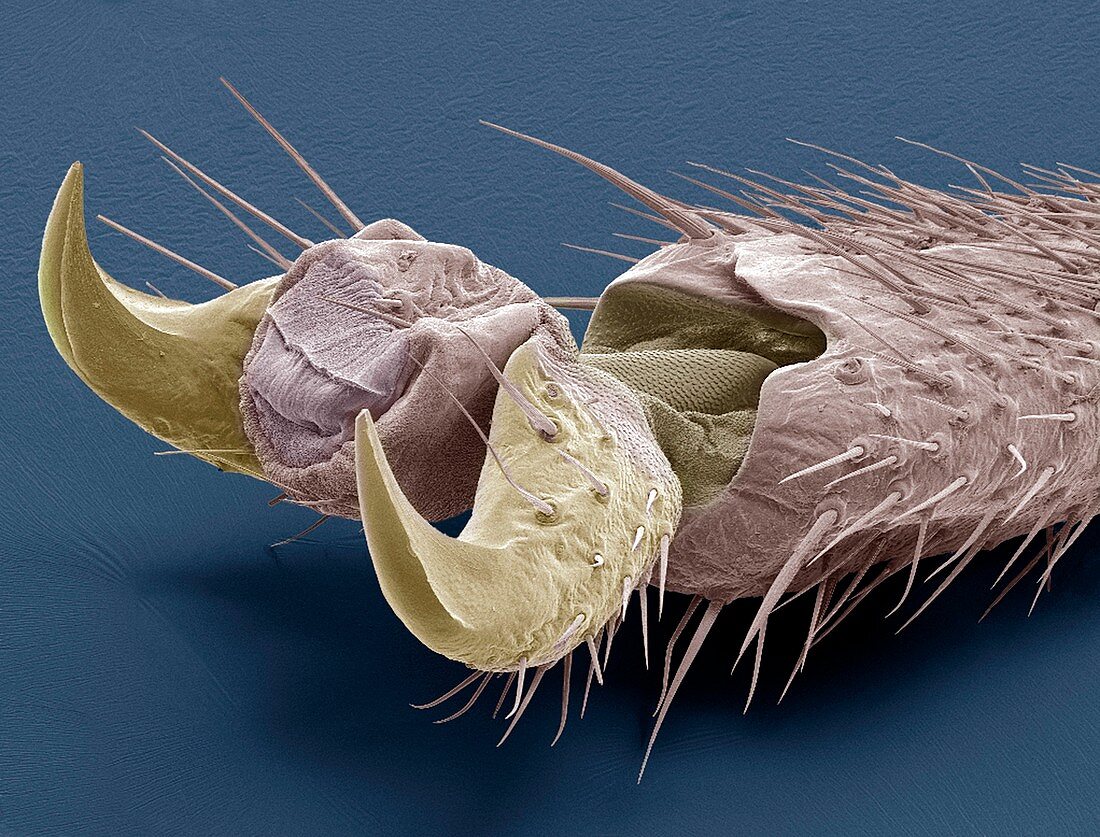 Stick insect foot,SEM