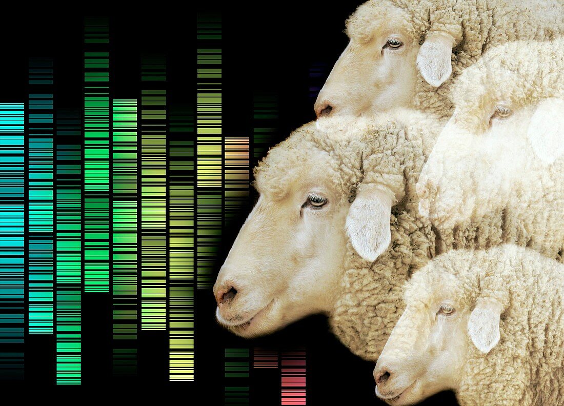 Cloned sheep,conceptual image