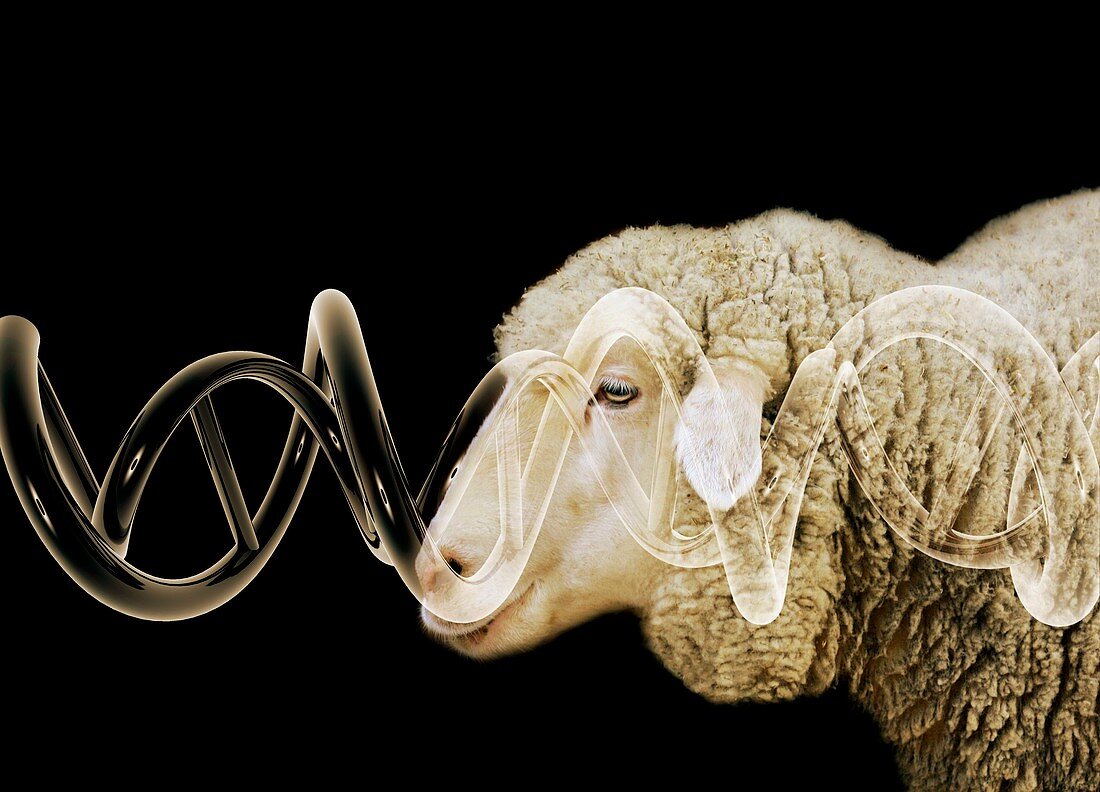 Cloned sheep,conceptual image
