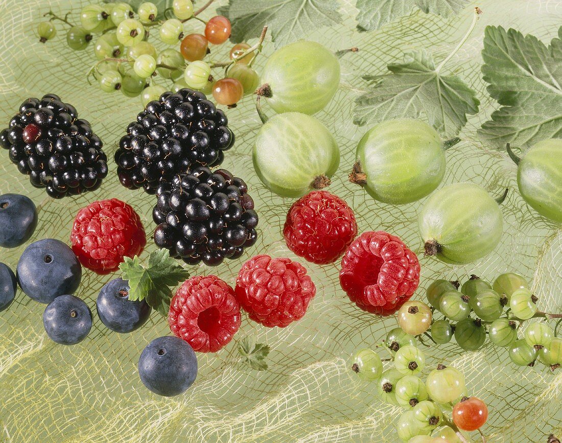 Berries on green net: gooseberries, blackberries, raspberries