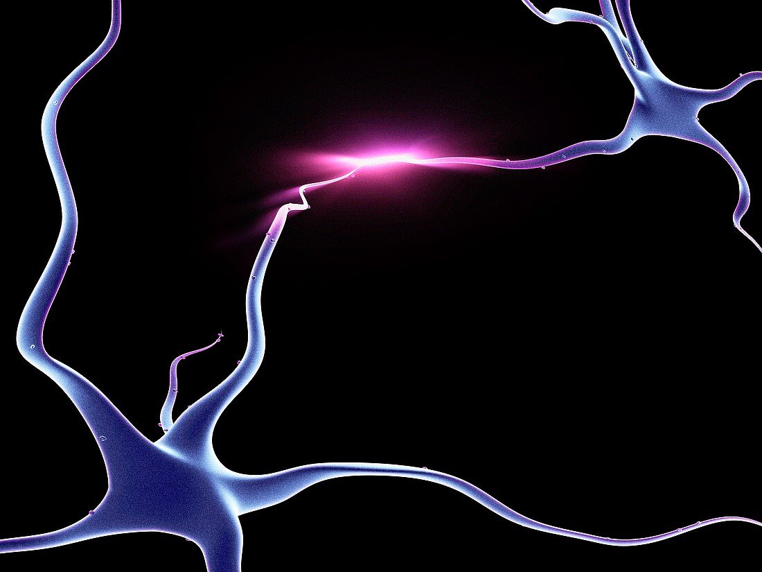 Nerve cells,neurons connected