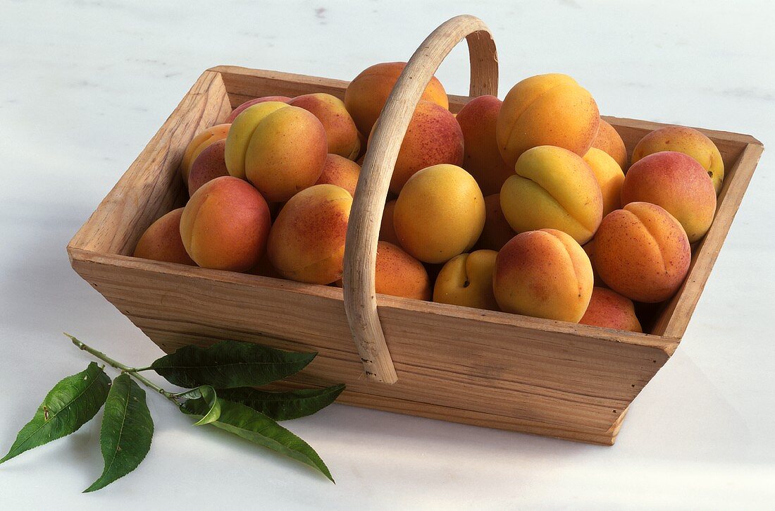 Apricots in Basket