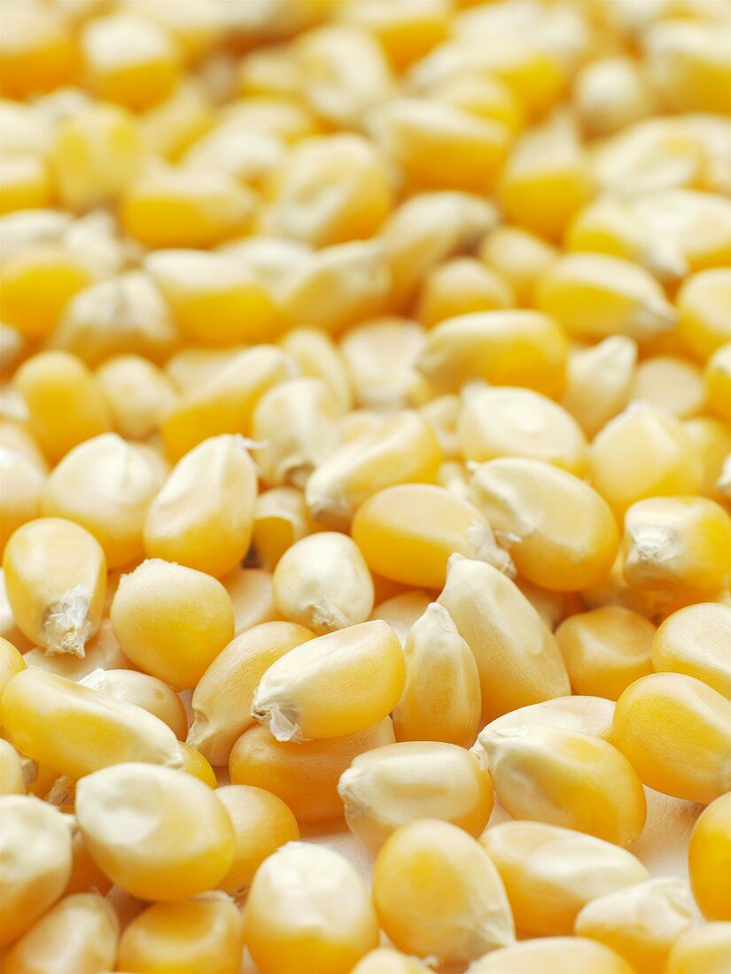 Popping corn