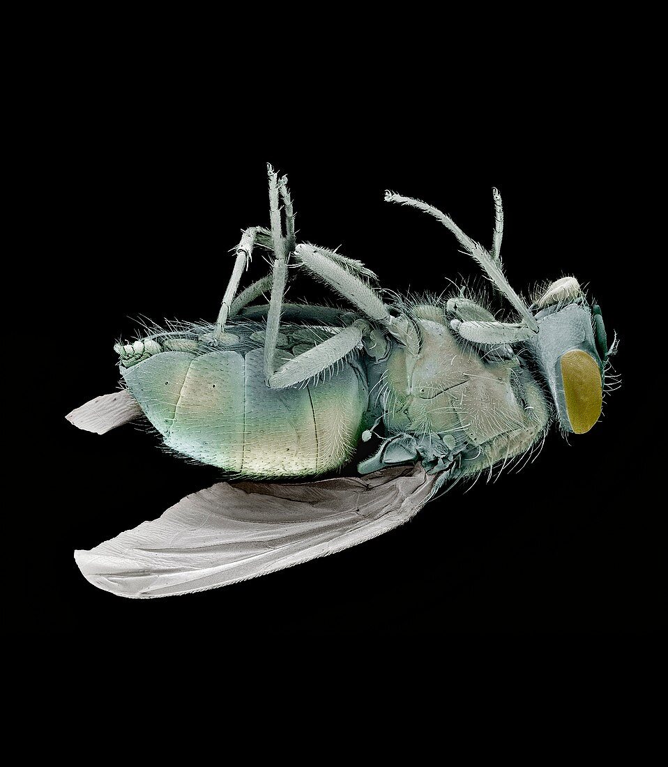 Dead bluebottle fly,SEM
