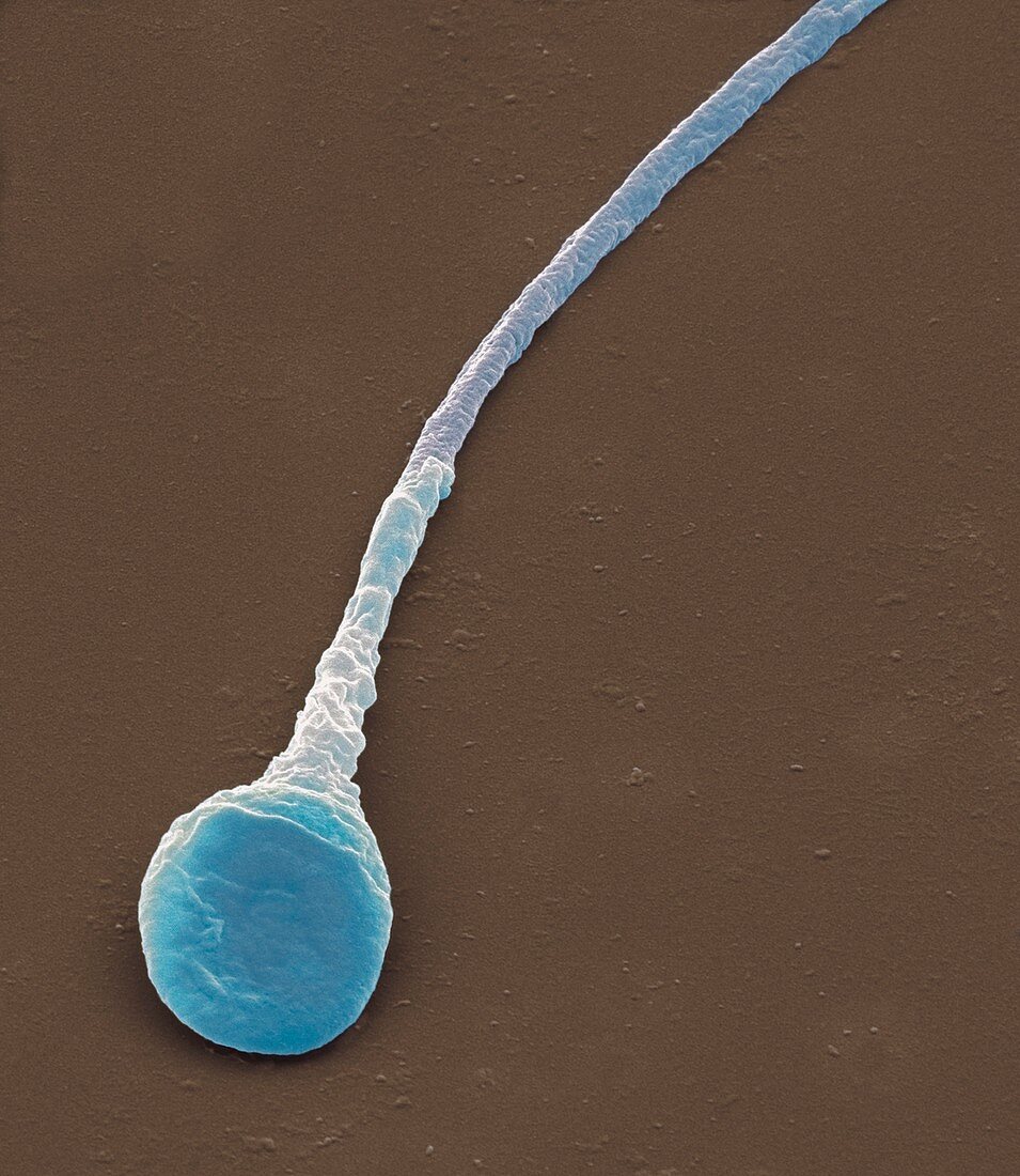 Human sperm cell,SEM