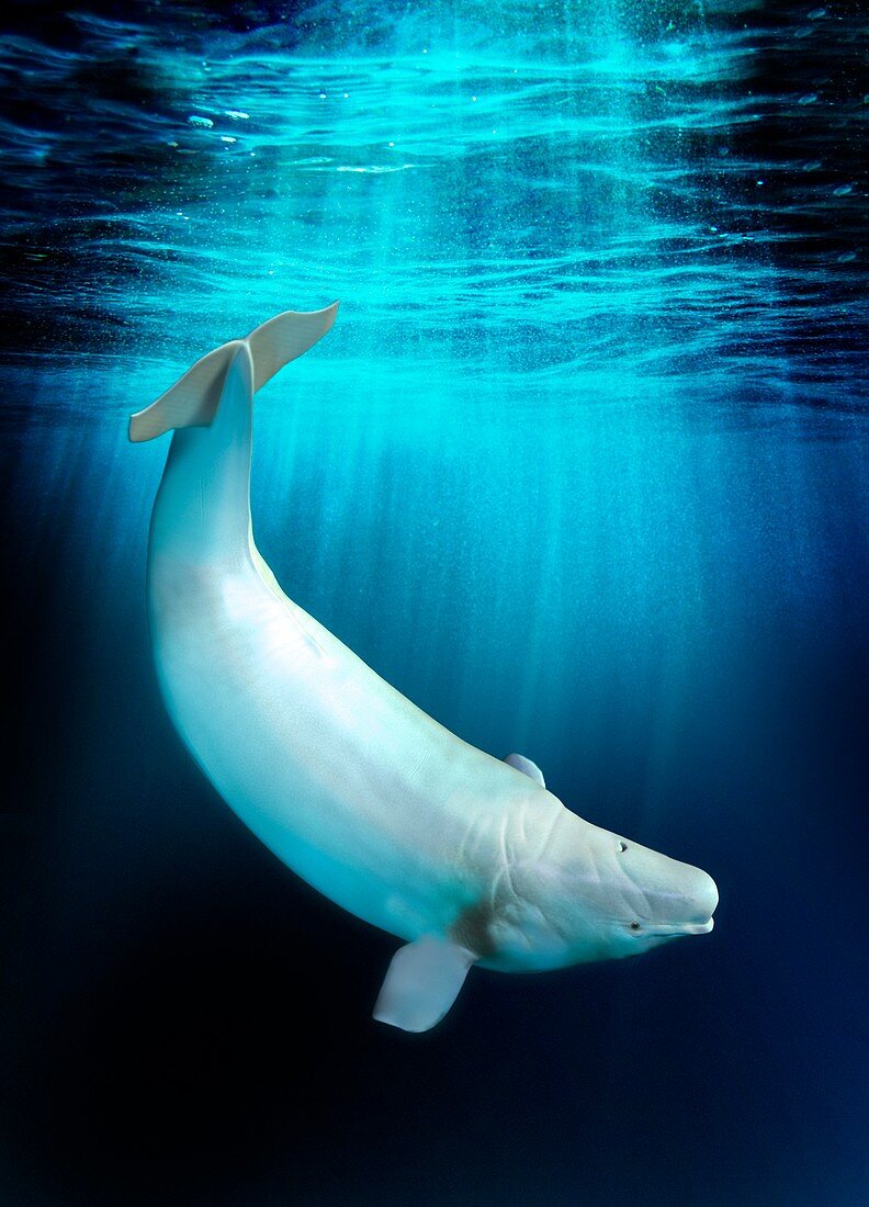 Beluga whale,artwork