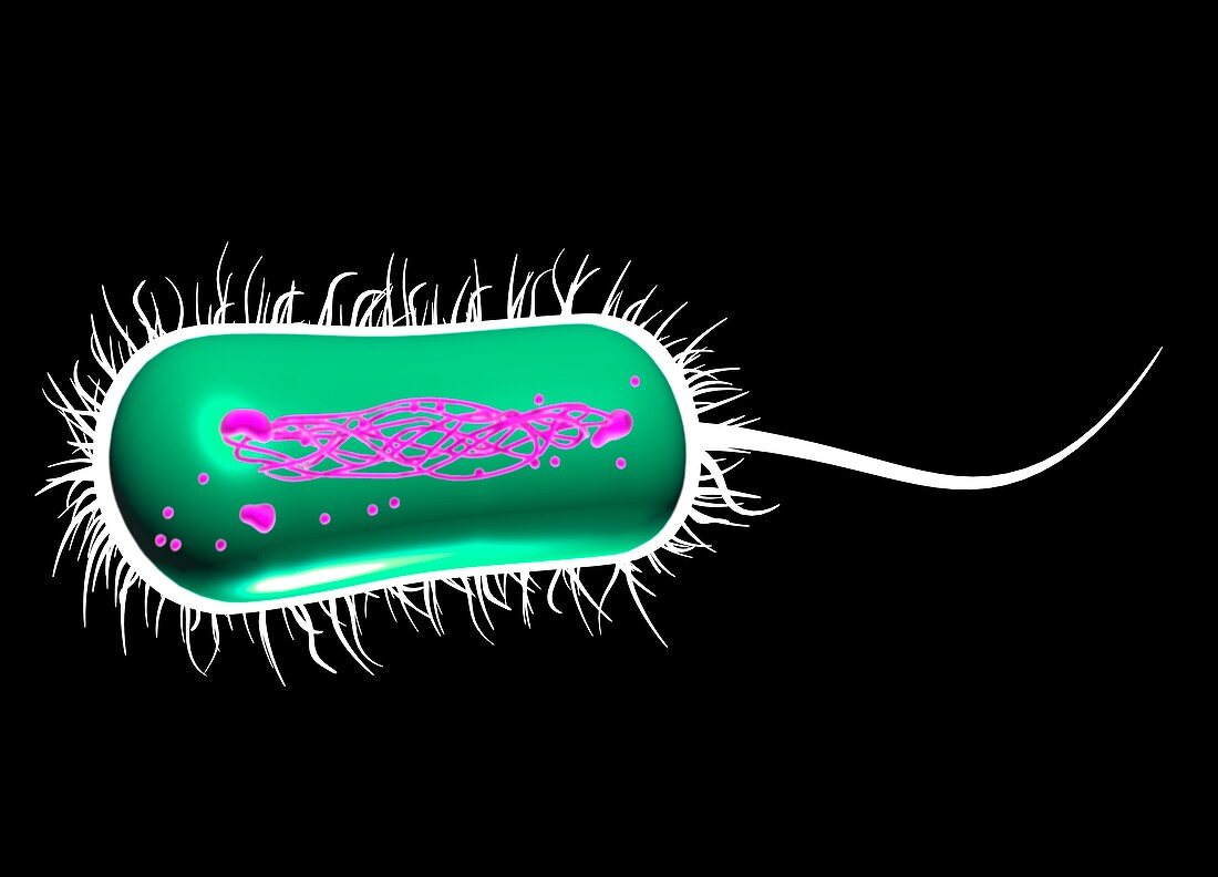 E coli bacterium,artwork