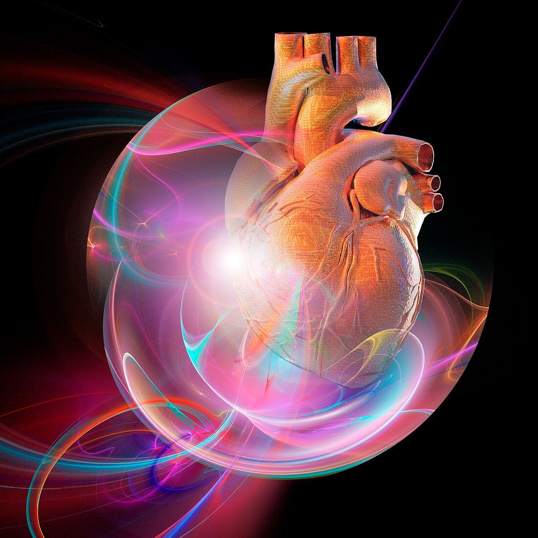 Human heart,artwork