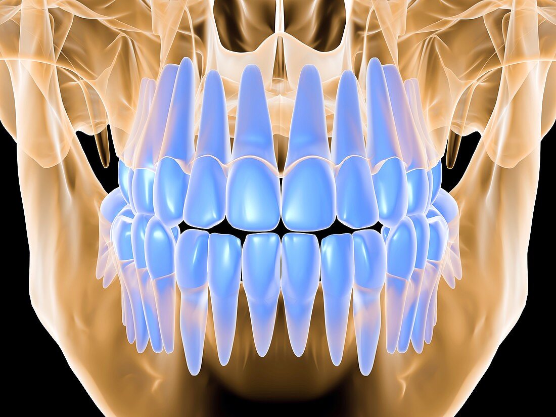 Human skull with teeth,computer artwork