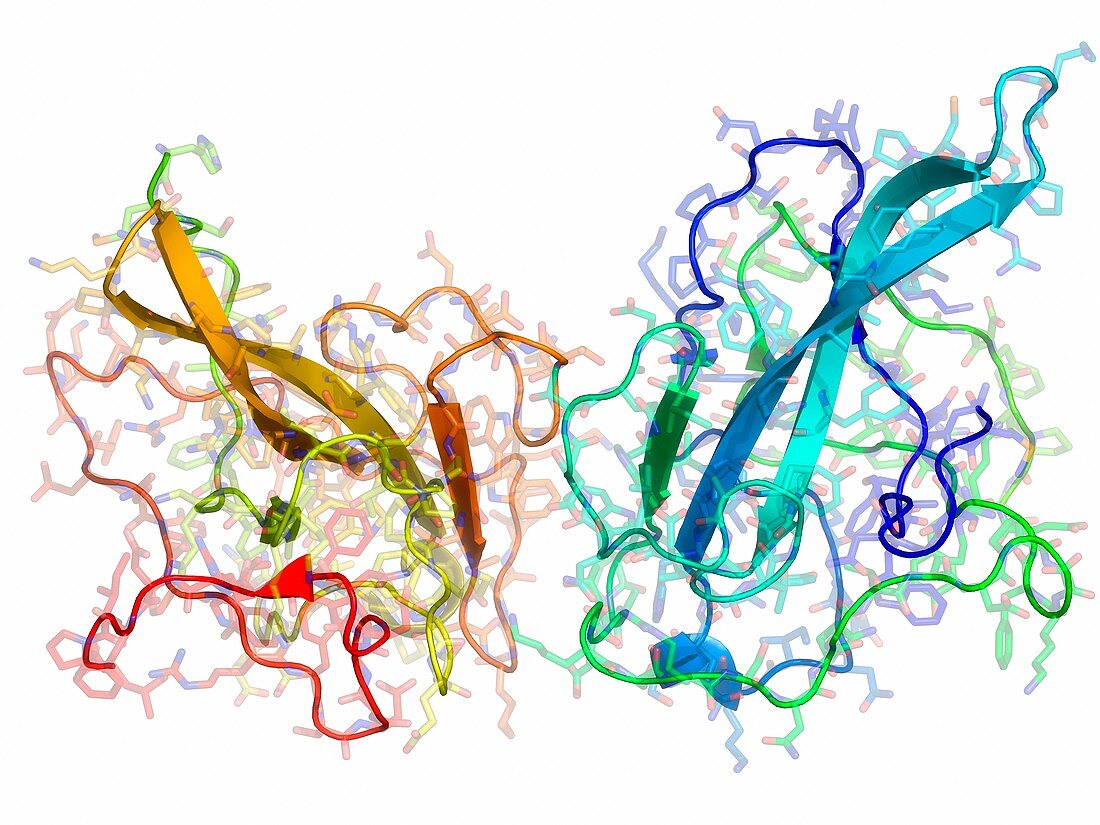 Coronavirus nucleocapsid protein