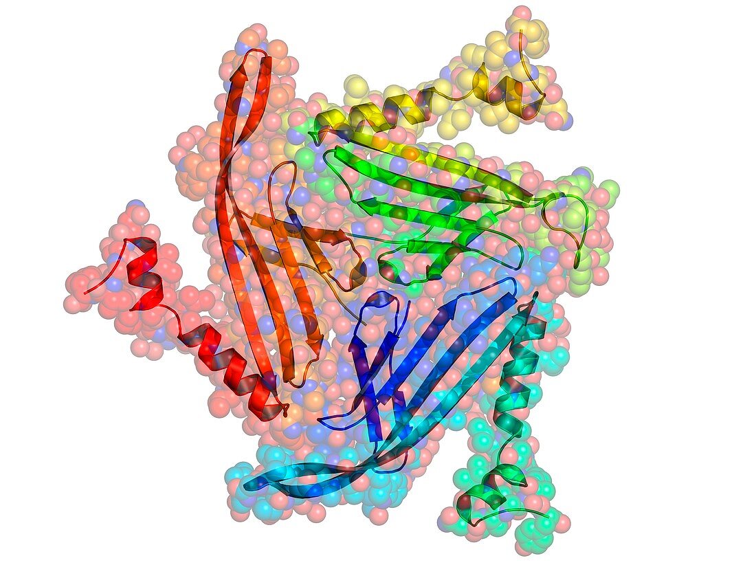 Bacteriophage MS2 capsid protein