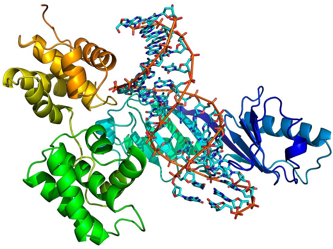 Transcription preinitiation complex