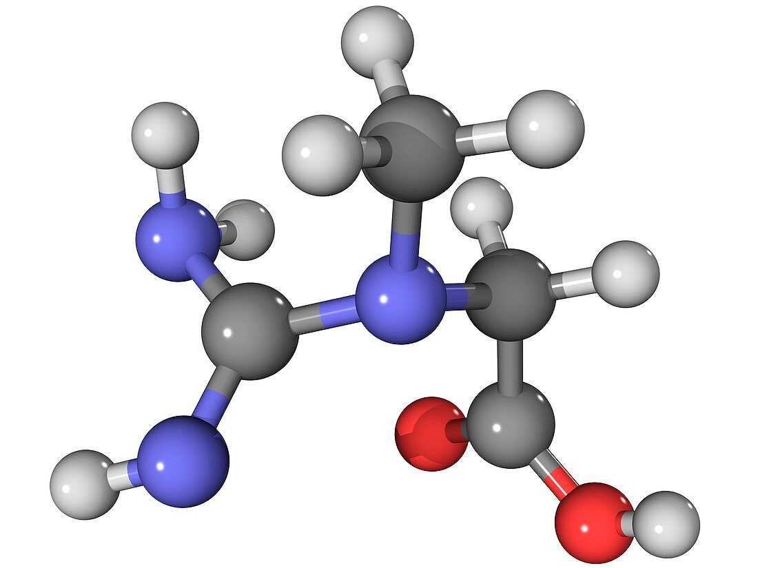Creatine amino acid molecule