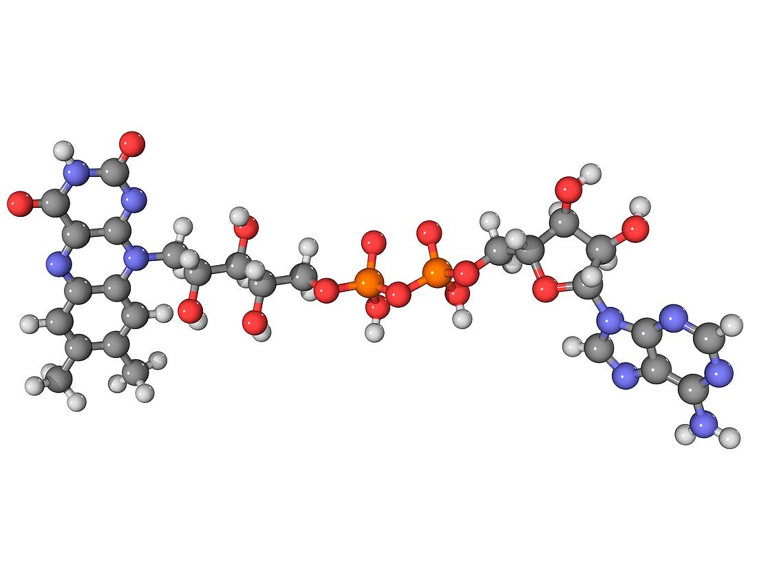 Flavin adenine dinucleotide molecule