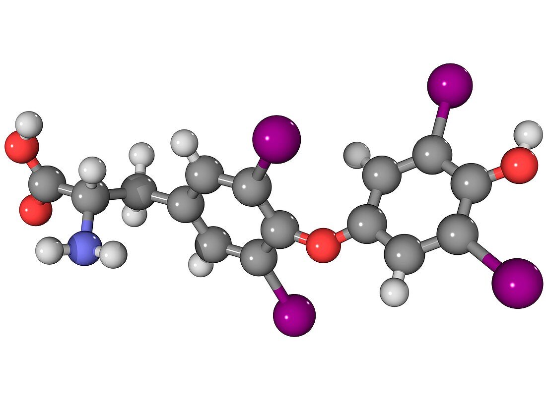 Synthetic thyroid hormone molecule