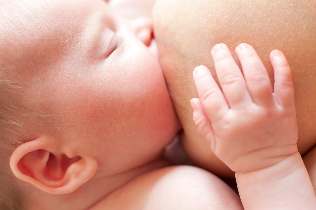 Newborn baby breastfeeding