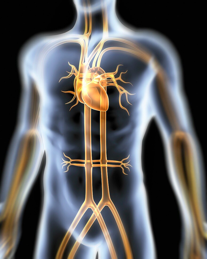 Human cardiovascular system,artwork