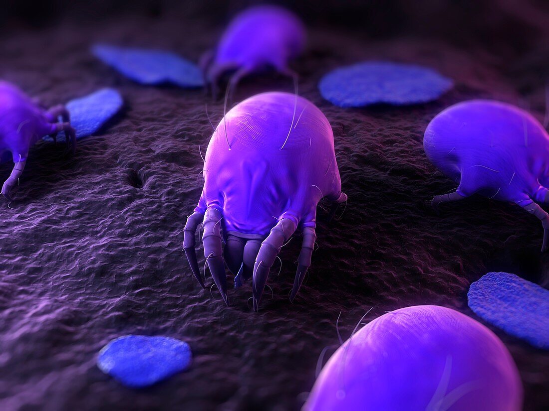 Dust mites,artwork