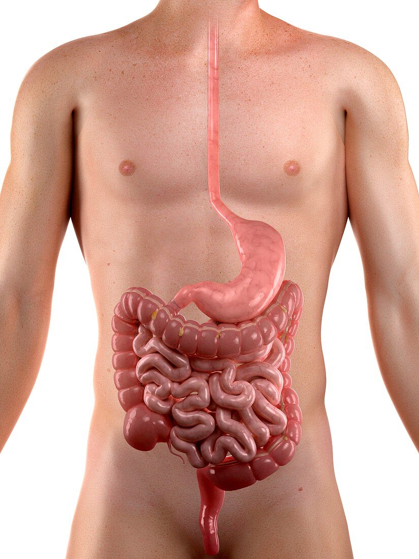 Healthy digestive system,artwork