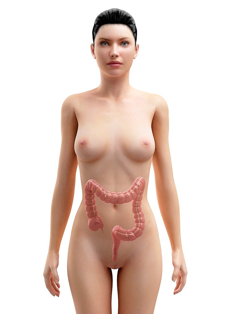 Healthy large intestine,artwork