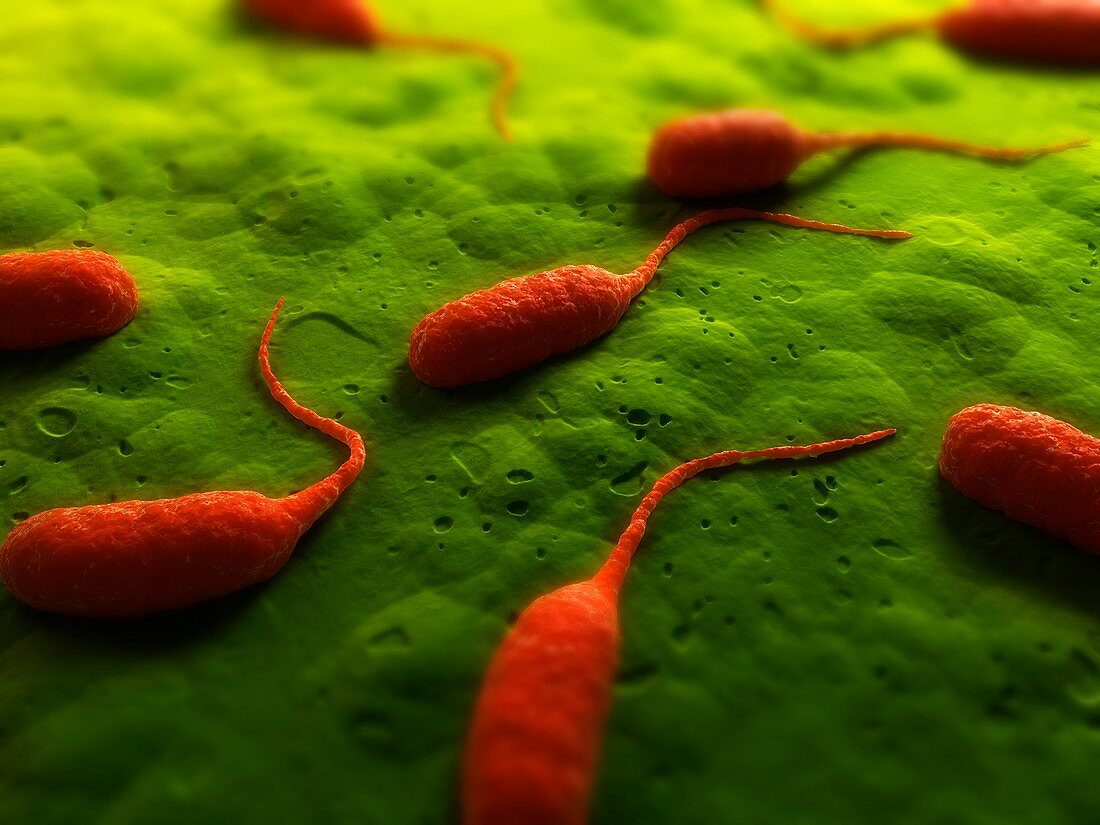 Bacteria,conceptual artwork