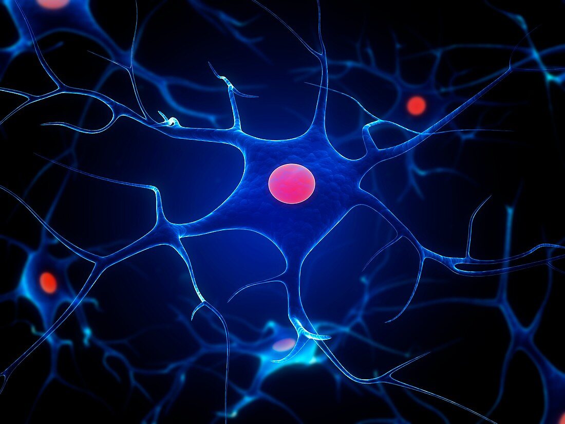 Nerve cells,artwork