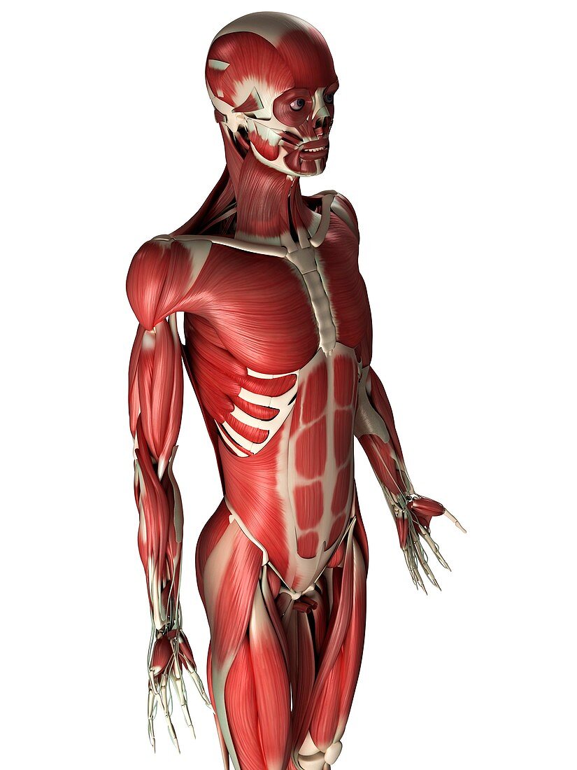 Male muscles,artwork