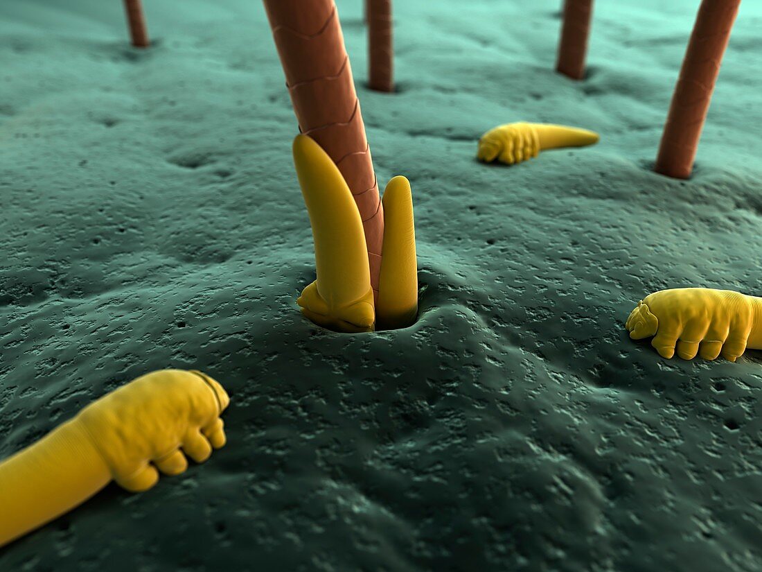 Eyelash mites,artwork