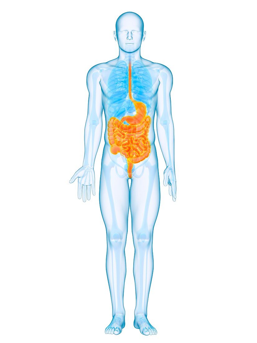 Healthy digestive system,artwork