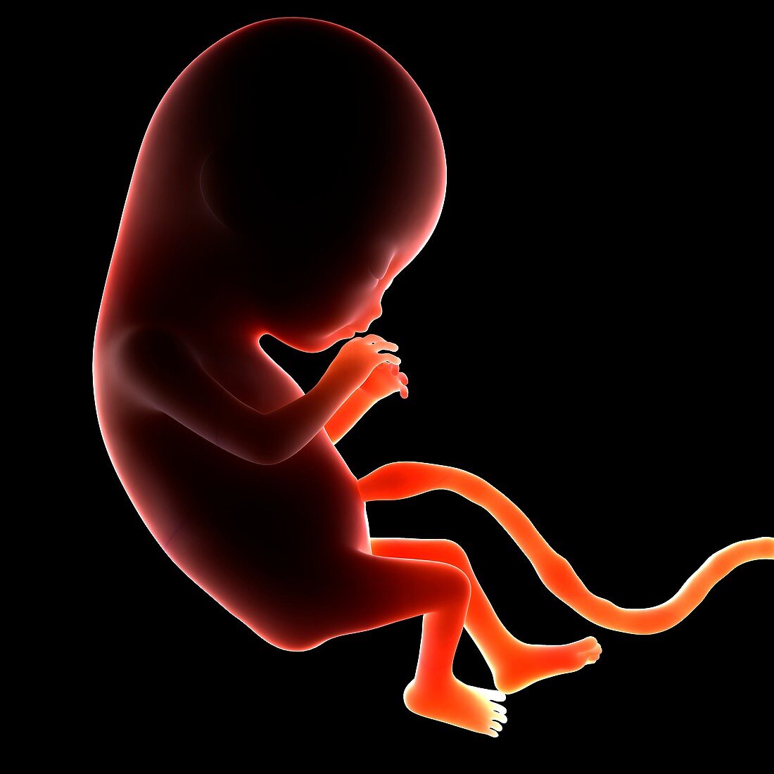 Two month old foetus,artwork