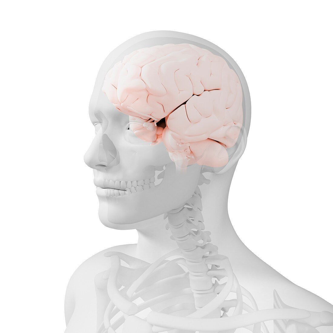 Head anatomy,artwork