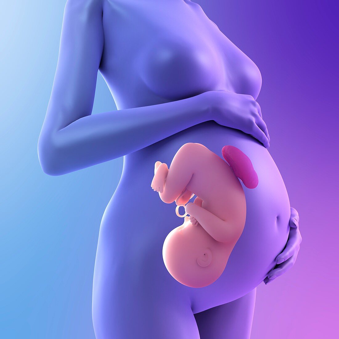 Pregnancy,conceptual artwork