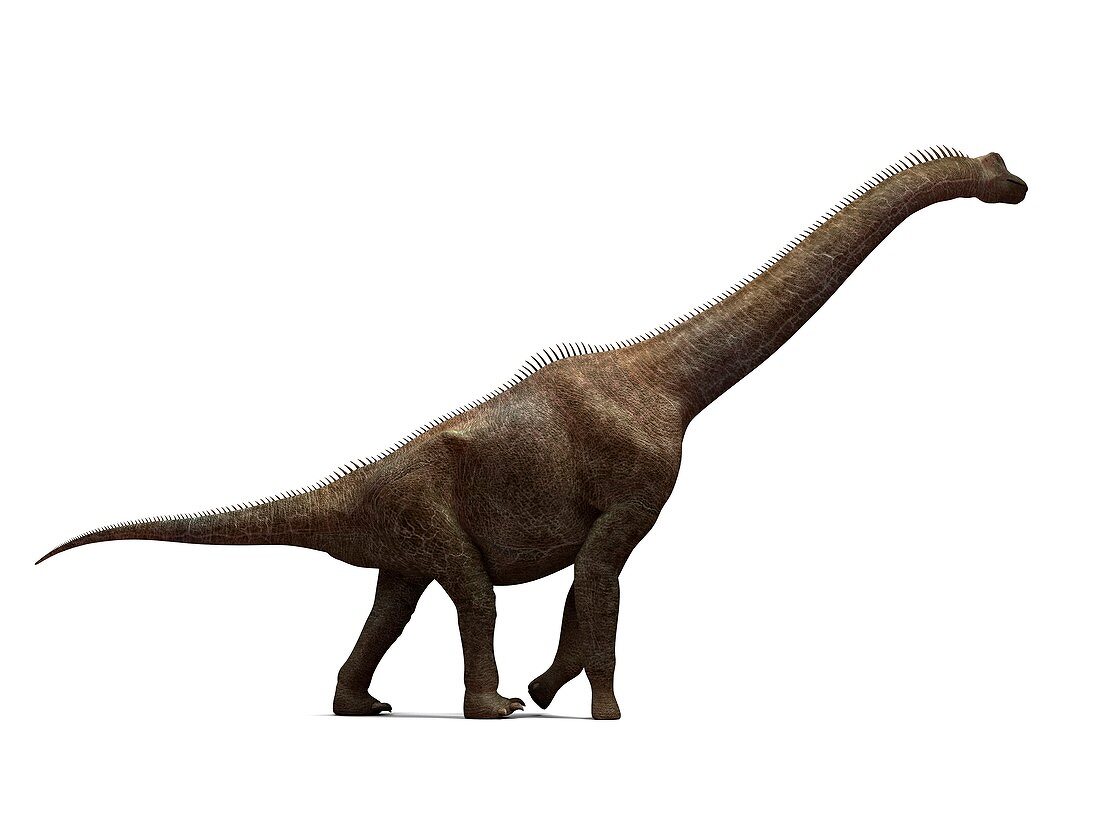 Brachiosaurus dinosaur,artwork